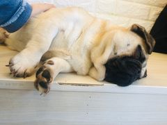 -喜柴咖啡·柴犬狗咖