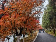-东平国家森林公园