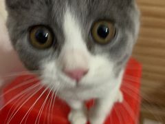 -lincat·猫舍(广州店)