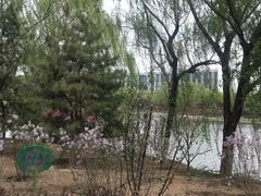 -大兴滨河森林公园