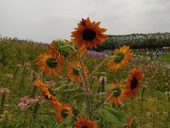 -迪茵湖田家舍生态农场