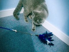 -喵的天空名猫咖啡馆·撸猫·猫舍·用品