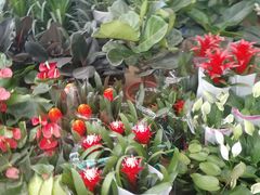 -三圣花乡旅游区