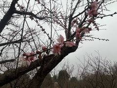 -无锡梅园公园