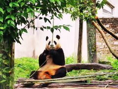 -卧龙中华大熊猫苑神树坪基地