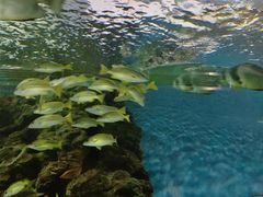 -上海海洋水族馆