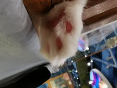 -龟与熊猫宠物公园(南坪店)