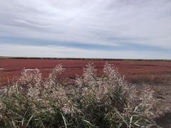 -红海滩国家风景廊道