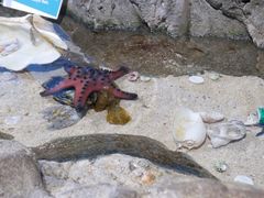-悉尼海洋生物水族馆