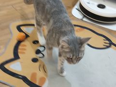 -COLOR PETS 撸猫馆·购猫·猫咖(长风大悦城店)
