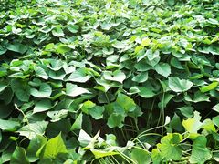 -永定河休闲森林公园