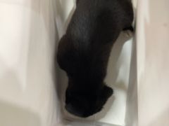 -艾贝尔宠物医院·狂犬免疫点(江山金象城店)
