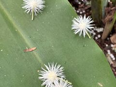 -瑞丽独树成林风景区