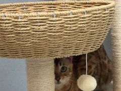 -谐和益家动物医院·免疫绝育·血液透析·宠保定点医院(高新伊藤分院)