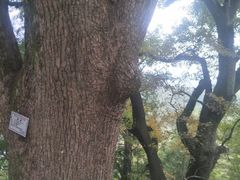 -塔川景区