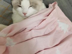 -猫十亿·布偶金渐层·曼基康矮脚猫舍(青年路店)