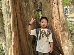 -天目山大树王景区