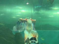 -苏州海洋馆