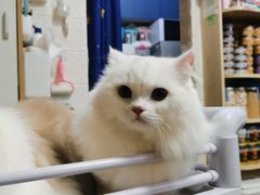 -猫宠乐园·专业洗护