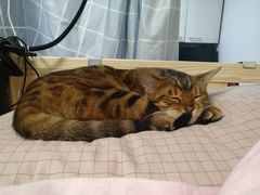 -北京恒爱动物医院(清景园分院)