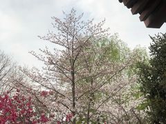 -西安青龙寺遗址景区
