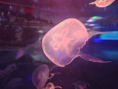 -洛阳龙门海洋馆