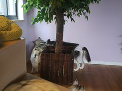 -Husky Go! 哈士奇体验馆·宠物咖啡厅狗咖