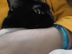 -凯特喵百思猫专科医院