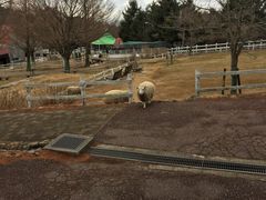 -神户市立六甲山牧场