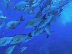 -芜湖新华联大白鲸海洋公园