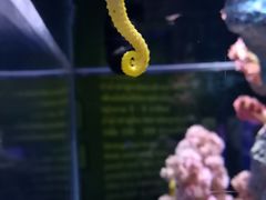 -暹罗海洋世界
