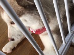 -Husky Go! 哈士奇体验馆·宠物咖啡厅狗咖