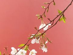 -玛格萝妮比萨屋(四平店)