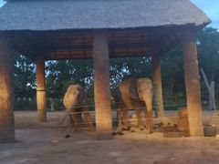 -清迈夜间动物园