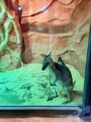 -Zoolung Zoolung动物主题公园(海信广场店)