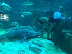 -华夏文旅海洋公园