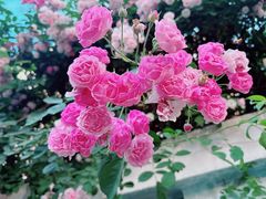 -龙大花卉苗木市场