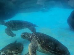 -海合安成都极地海洋公园