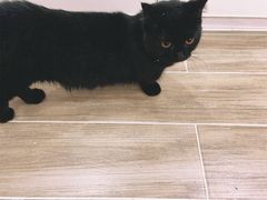-李小姐の猫咖啡馆(五角场店)