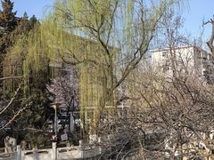 -桃花堤公园