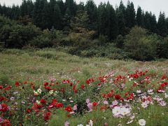 -武陵山森林公园
