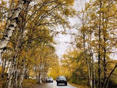 -乌兰布统景区-白桦林