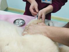 -北京观赏动物医院·24小时大型综合·猫专科·异宠专科