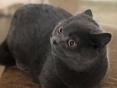 -Bastet sally猫舍购宠(静安店)