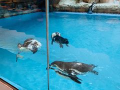 -帝企鹅自助餐厅•儿童岛•真企鹅(长隆企鹅酒店)