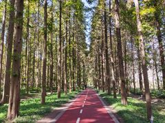 -黄海国家森林公园