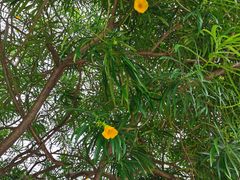 -南国桃园旅游度假区