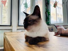 -猫小院猫主题咖啡厅(北锣店)