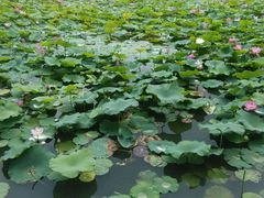 android_upload_pic-红莲湖