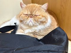 -滚猫咖啡·猫咖·猫友好撸猫(未来城店)